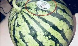 网红吃瓜5,揭秘娱乐圈幕后真相，带你领略明星们的真实生活