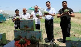 朱百万夫妇娱乐吃瓜,揭秘娱乐圈背后的甜蜜与苦涩